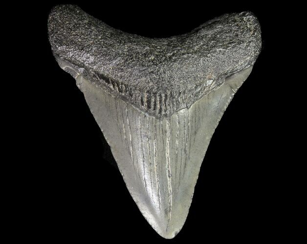 Juvenile Megalodon Tooth - South Carolina #74229